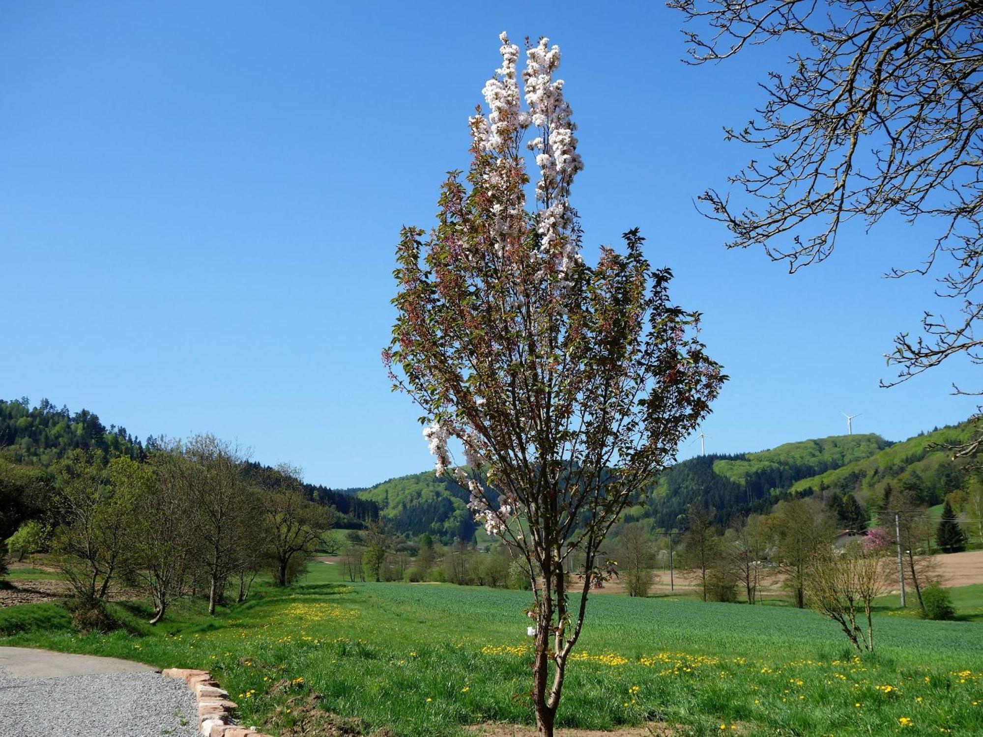 Ferienwohnungen Braun Seelbach  Exterior photo
